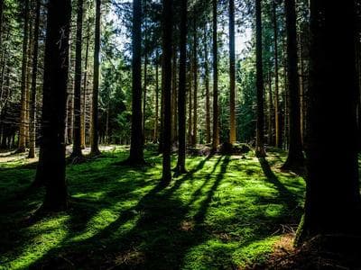 Micro-Frontends at Global Scale: A Post-Mortem